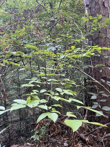 Stewartia malacodendron, photograph 5