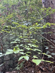 Stewartia malacodendron, photograph (c) Will McFarland, some rights reserved (CC BY)