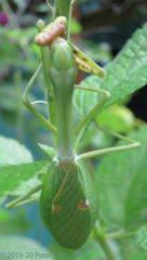 Stagmatoptera septentrionalis