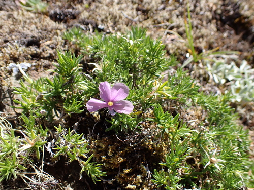 Phlox diffusa