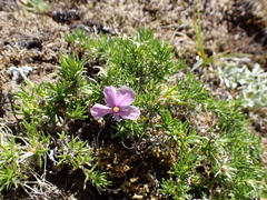 Phlox diffusa