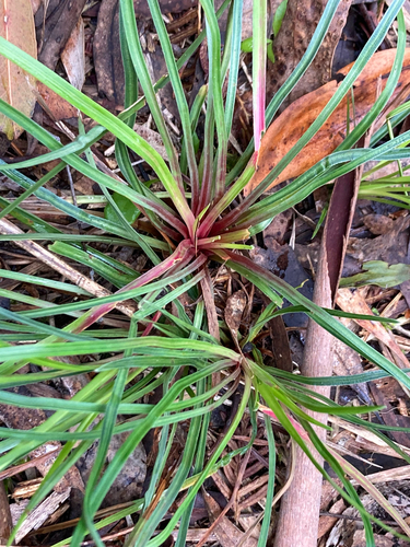Thrift-leaved Triggerplant