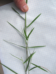 Dichanthelium transiens