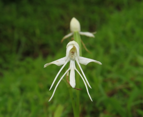 Single Leaved Habenaria