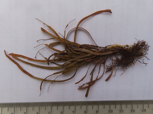 Scleroglossum pusillum observed 2006-08-19