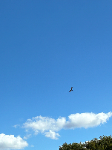 Square-tailed Kite
