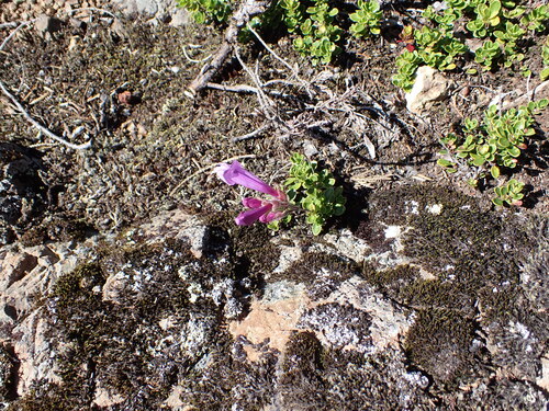 Penstemon davidsonii, photograph 5
