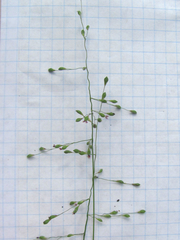 Dichanthelium transiens