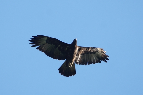 Gurney's Eagle (Aquila gurneyi)