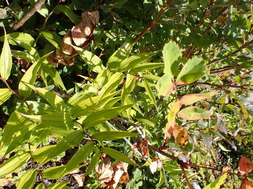 Streptopus streptopoides, photograph 2