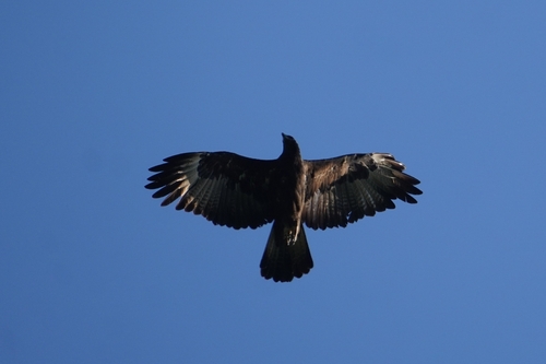 Gurney's Eagle (Aquila gurneyi), photo 2