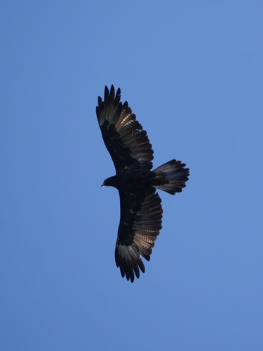 Gurney's Eagle (Aquila gurneyi), photo 9