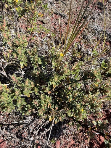 Stylosanthes viscosa observed 2026-08-08