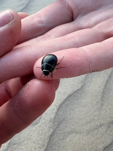 Eusattus muricatus muricatus
