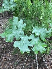 Quercus × hastingsii