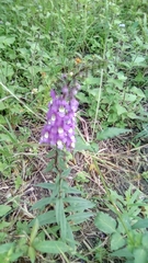 Angelonia angustifolia