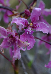Cyrtochilum ramosissimum