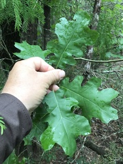 Quercus × hastingsii