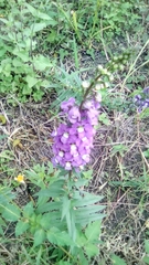 Angelonia angustifolia