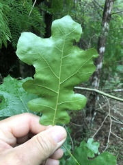 Quercus × hastingsii