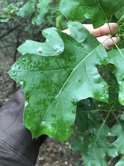 Quercus × hastingsii
