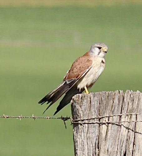 Nankeen Kestrel