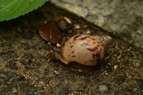 African Giant Snail