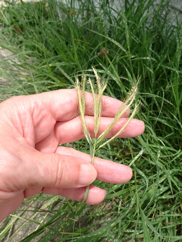 Dichanthium annulatum, photograph 3