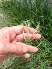 Dichanthium annulatum, photograph author not stated, no rights reserved