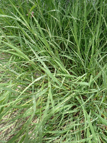 Dichanthium annulatum, photograph 4