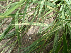 Dichanthium annulatum, photograph author not stated, no rights reserved