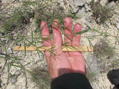 Pediomelum linearifolium