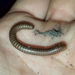 Woodruff's Giant Millipede - Photo (c) Eric C. Maxwell, some rights reserved (CC BY-NC), uploaded by Eric C. Maxwell