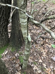 Quercus × hastingsii