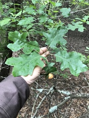 Quercus × hastingsii