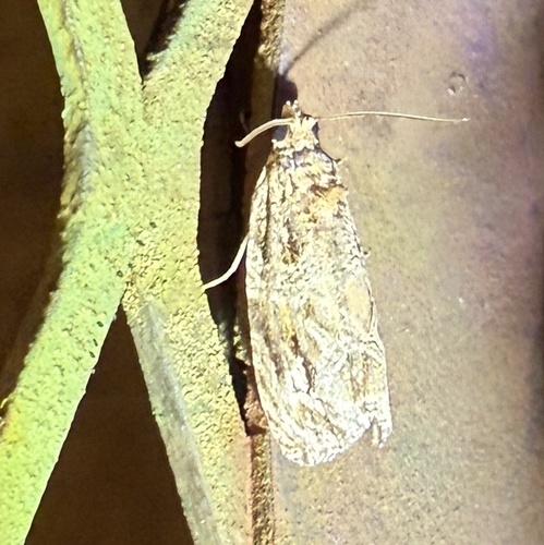 Raspberry Leafroller Moth photo 5