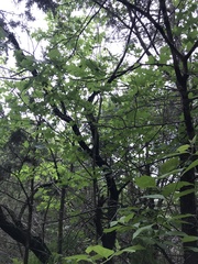 Quercus × hastingsii