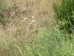 Rumex induratus