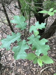 Quercus × hastingsii