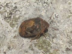 Stethaulax marmorata