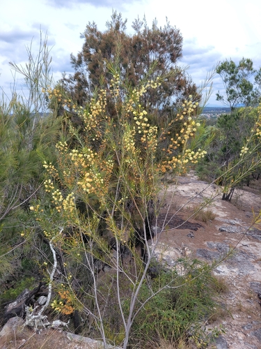 Acacia quadrilateralis observed 2026-08-09