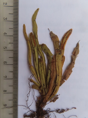 Scleroglossum sulcatum observed 2006-08-12