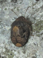 Stethaulax marmorata