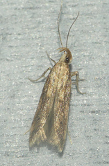 Metzneria lappella