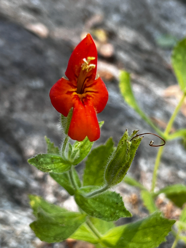 scarlet monkeyflower