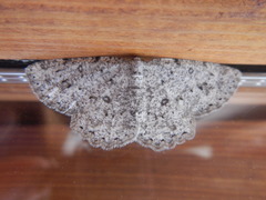 Gnophini
