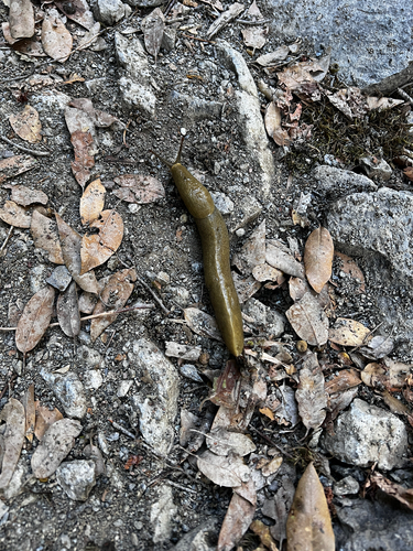 Button's Banana Slug