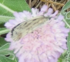 Melanargia