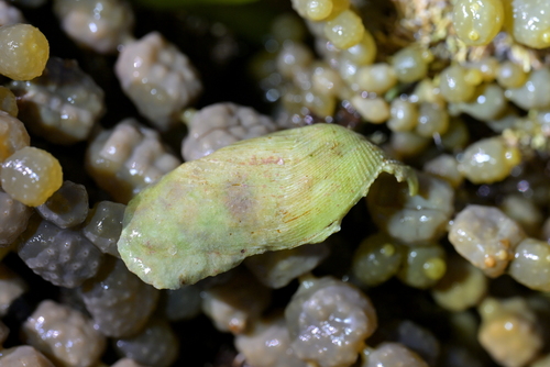 Barnea similis, 2026-07-27