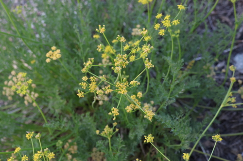 Pteryxia terebinthina observed 2026-07-06